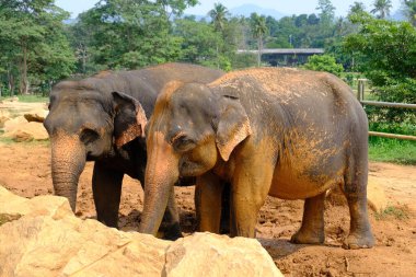 Sri Lanka Seylan Theravada Budizm Doğa tecrübesi Hint Okyanusu 'na kurulmuş gözyaşı damlası şeklindeki adayı deneyimliyor.
