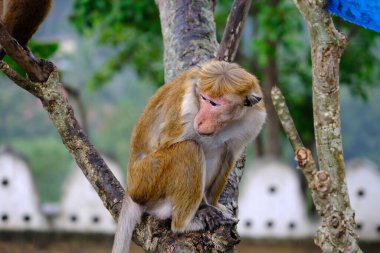 Sri Lanka Seylan Theravada Budizm Doğa tecrübesi Hint Okyanusu 'na kurulmuş gözyaşı damlası şeklindeki adayı deneyimliyor.