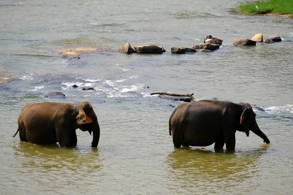 Sri Lanka Seylan Theravada Budizm Doğa tecrübesi Hint Okyanusu 'na kurulmuş gözyaşı damlası şeklindeki adayı deneyimliyor.