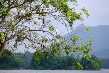 Sri Lanka Seylan Theravada Budizm Doğa tecrübesi Hint Okyanusu 'na kurulmuş gözyaşı damlası şeklindeki adayı deneyimliyor.
