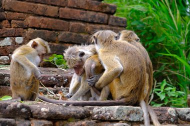 Sri Lanka Seylan Theravada Budizm Doğa tecrübesi Hint Okyanusu 'na kurulmuş gözyaşı damlası şeklindeki adayı deneyimliyor.