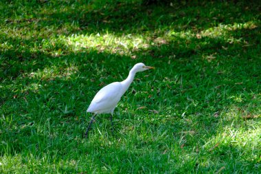 Sri Lanka Seylan Theravada Budizm Doğa tecrübesi Hint Okyanusu 'na kurulmuş gözyaşı damlası şeklindeki adayı deneyimliyor.