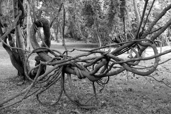 Sri Lanka Seylan Theravada Budizm Doğa tecrübesi Hint Okyanusu 'na kurulmuş gözyaşı damlası şeklindeki adayı deneyimliyor.