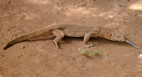 Ormandaki kertenkele