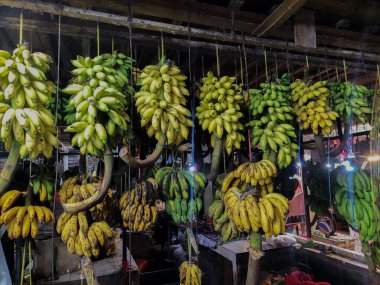 Fresh ripe bananas hanging at the Flamboyan market clipart