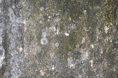 Kentsel Soyut, Yıpranmış ve Yosun Beton Duvar Yapısı