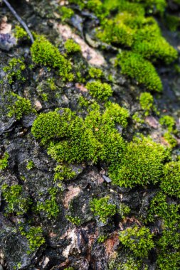 Yosun dolu ağaç gövdesine yakın çekim, yaşlı bir ağacın kabuğuna tırmanan yosunlu asmalar.