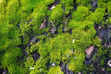 Yosun dolu ağaç gövdesine yakın çekim, yaşlı bir ağacın kabuğuna tırmanan yosunlu asmalar.