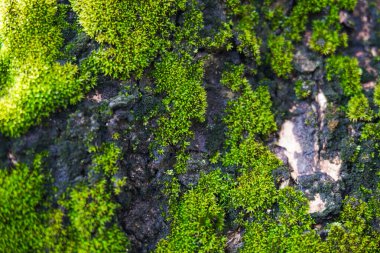 Yosun dolu ağaç gövdesine yakın çekim, yaşlı bir ağacın kabuğuna tırmanan yosunlu asmalar.