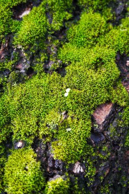 Yosun dolu ağaç gövdesine yakın çekim, yaşlı bir ağacın kabuğuna tırmanan yosunlu asmalar.