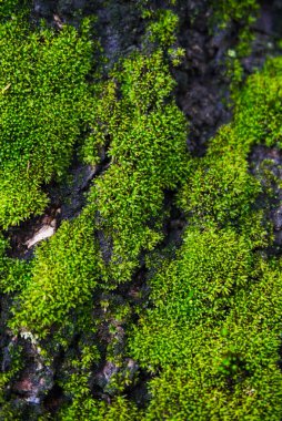 Yosun dolu ağaç gövdesine yakın çekim, yaşlı bir ağacın kabuğuna tırmanan yosunlu asmalar.