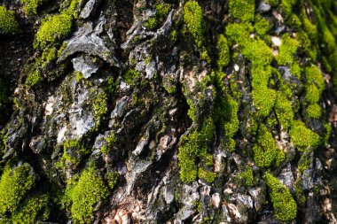Yosun dolu ağaç gövdesine yakın çekim, yaşlı bir ağacın kabuğuna tırmanan yosunlu asmalar.