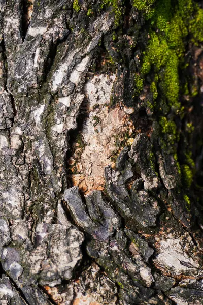 Yosun dolu ağaç gövdesine yakın çekim, yaşlı bir ağacın kabuğuna tırmanan yosunlu asmalar.