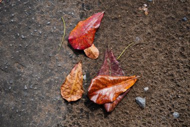 Koyu asfalt zemin üzerinde renkli sonbahar yaprakları olan düz çerçeve geniş bir kopya alanı görüntüsüyle yatıyordu. Düşen yapraklı renkli masaüstü duvar kağıdı
