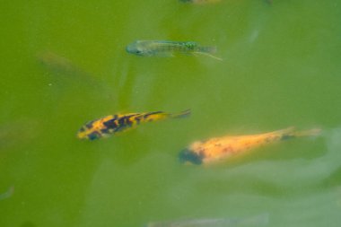 Yeşil suyla dolu bir gölde yüzen balıklar