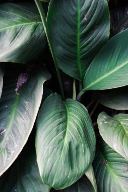 Ayrıntılı yaprakları olan parlak yeşil tropikal bitki