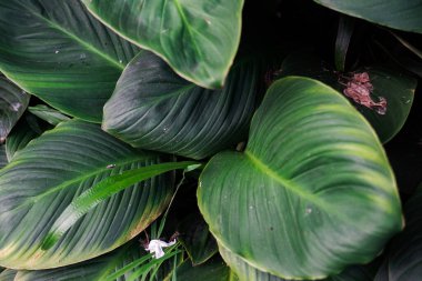 Ayrıntılı yaprakları olan parlak yeşil tropikal bitki