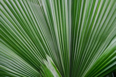 Arkaplan veya tasarım amaçları için tropik yeşil palmiye yaprağı dokusu