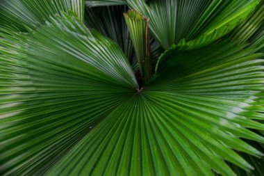Arkaplan veya tasarım amaçları için tropik yeşil palmiye yaprağı dokusu