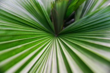 Arkaplan veya tasarım amaçları için tropik yeşil palmiye yaprağı dokusu