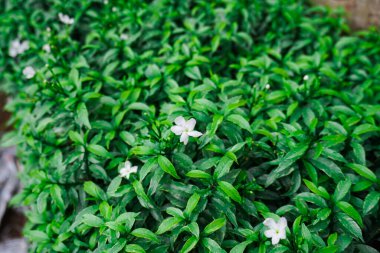 Çeşitli tasarım amaçları için kusursuz beyaz yasemin çiçeği fotoğrafı..