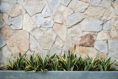 Sansevieria süs bitkisi.