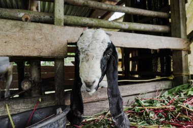 Keçiler koyun ağılında, siyah beyaz tüylü keçi