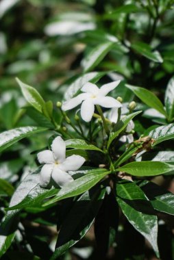 Beyaz yasemin çiçeklerinin yapraklarıyla güzelliği