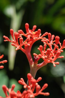 Jatropha Podagrica çiçeğine ya da Bali hintyağı çiçeğine ya da dekoratif hintyağı çiçeğine yakın durun. Birçok faydası olan bir bitki, bunlardan biri de sağlık için..