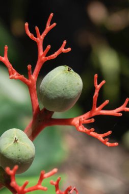 Jatropha Podagrica çiçeğine ya da Bali hintyağı çiçeğine ya da dekoratif hintyağı çiçeğine yakın durun. Birçok faydası olan bir bitki, bunlardan biri de sağlık için..