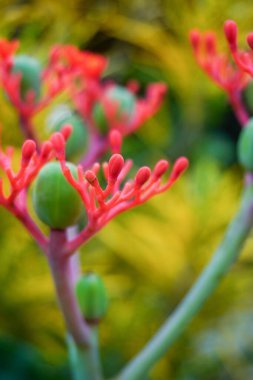 Jatropha Podagrica çiçeğine ya da Bali hintyağı çiçeğine ya da dekoratif hintyağı çiçeğine yakın durun. Birçok faydası olan bir bitki, bunlardan biri de sağlık için..