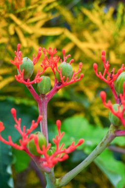 Jatropha Podagrica çiçeğine ya da Bali hintyağı çiçeğine ya da dekoratif hintyağı çiçeğine yakın durun. Birçok faydası olan bir bitki, bunlardan biri de sağlık için..