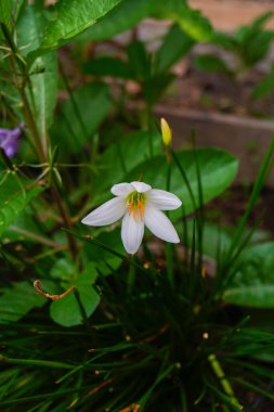 Zephyranthes Candida çiçeği veya Beyaz Yağmur Zambağı veya çikolata çiçeği, bir çeşit şifalı bitkidir.