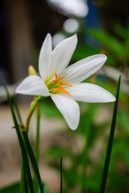 Zephyranthes Candida çiçeği veya Beyaz Yağmur Zambağı veya çikolata çiçeği, bir çeşit şifalı bitkidir.