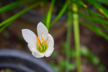 Zephyranthes Candida flower or White Rain Lily or chocolate flower is one type of medicinal plant clipart