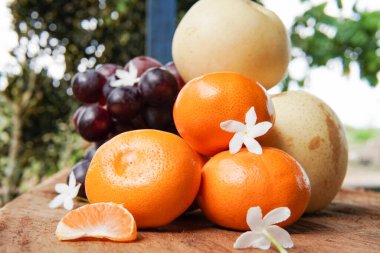 Beyaz zemin üzerinde üzüm ve armut bulunan Mandalina veya Mandarin portakalı kavramı, meyveler ve diğerleri hakkında makaleler için bir illüstrasyon olarak tasarım ihtiyaçları için uygundur..