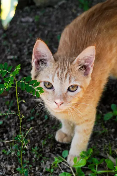 Kameraya bakarak sevimli kedi