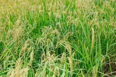 Güzel bir manzara: hasat zamanı bekleyen verimli pirinç tarlaları, saplarında hala pirinç taneleri var. Tüketim için pirince dönüştürülecek..