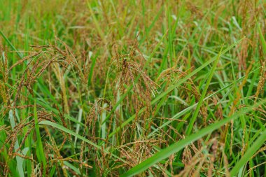 Güzel bir manzara: hasat zamanı bekleyen verimli pirinç tarlaları, saplarında hala pirinç taneleri var. Tüketim için pirince dönüştürülecek..