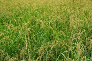 Güzel bir manzara: hasat zamanı bekleyen verimli pirinç tarlaları, saplarında hala pirinç taneleri var. Tüketim için pirince dönüştürülecek..
