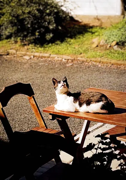 Kedi sabah güneşinin tadını çıkarıyor. Güneşli bir sabah sükunetinin ortasında, kedi masanın üzerinde dinlenirken güneşin yumuşak sıcaklığının tadını çıkarıyor. Huzur ve sadelik için mükemmel bir ortam. En ufak dinlenme anlarına bile değer veriliyor..