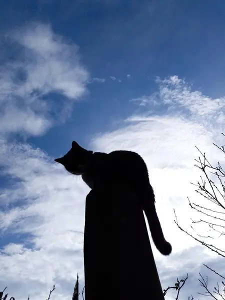 Bir kedi görkemli bir şekilde ahşap bir direğin üzerinde oturuyor, ince bulutlarla dolu parlak bir gökyüzüne karşı. Işığın ve gölgenin kontrastı sakin ama güçlü bir sahne yaratır.