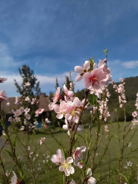 Baharda açan şeftali çiçekleri. Mavi gökyüzü ile pembe tonların karşıtlığı doğanın bir gösterisini gösteriyor.