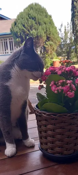 Çiçekleri seven bir kedi. Çiçekleri kokluyor ve güneşli bir günün tadını çıkarıyor.