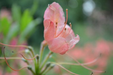 Pink bloom in summer clipart