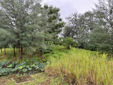 Bahçedeki yeşil çimenler