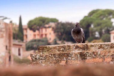 Roma harabelerinde dinlenen gri güvercin. Geçmişi bulanık.