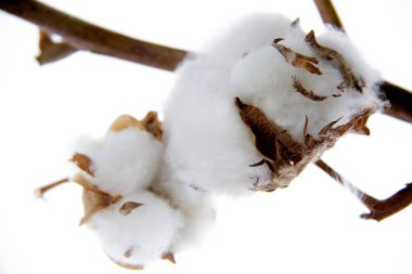 Beyaz arkaplanda bulanık pamuk çiçekli kahverengi dal