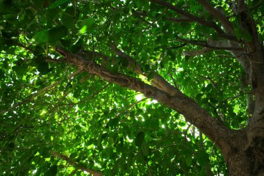 Ağacın gövdesi, dalları ve yeşil yapraklı tacı olan bir parçası. Işık yaprakların arasından geçer.