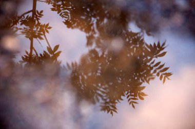 Gün batımında yağmur altındaki ağaç yapraklarının yansımaları mavi ve mor renklerde.